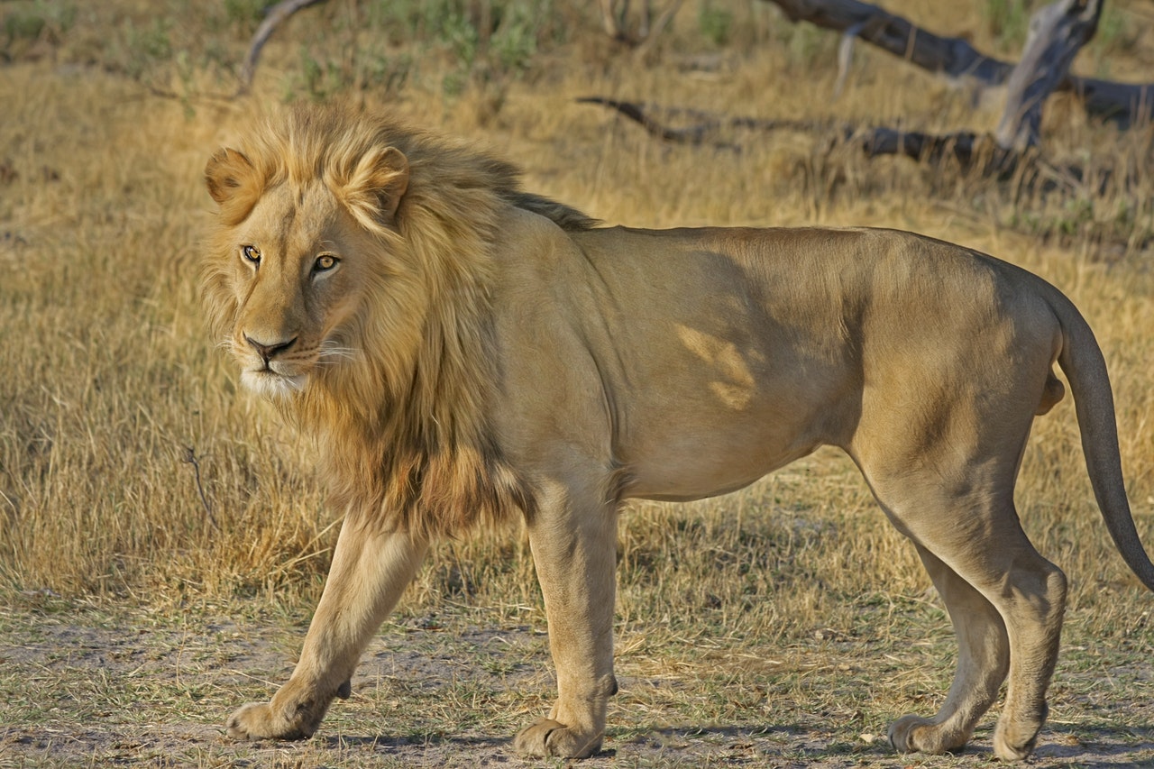 La légende du Roi Lion